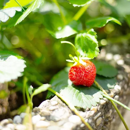 Seelina Apartament Perach