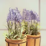 Seelina * Perach